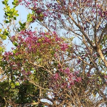 Hotel Fazenda Arara Azul Carolina  Ngoại thất bức ảnh