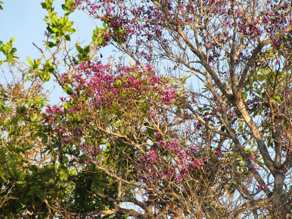 Hotel Fazenda Arara Azul Carolina  Ngoại thất bức ảnh